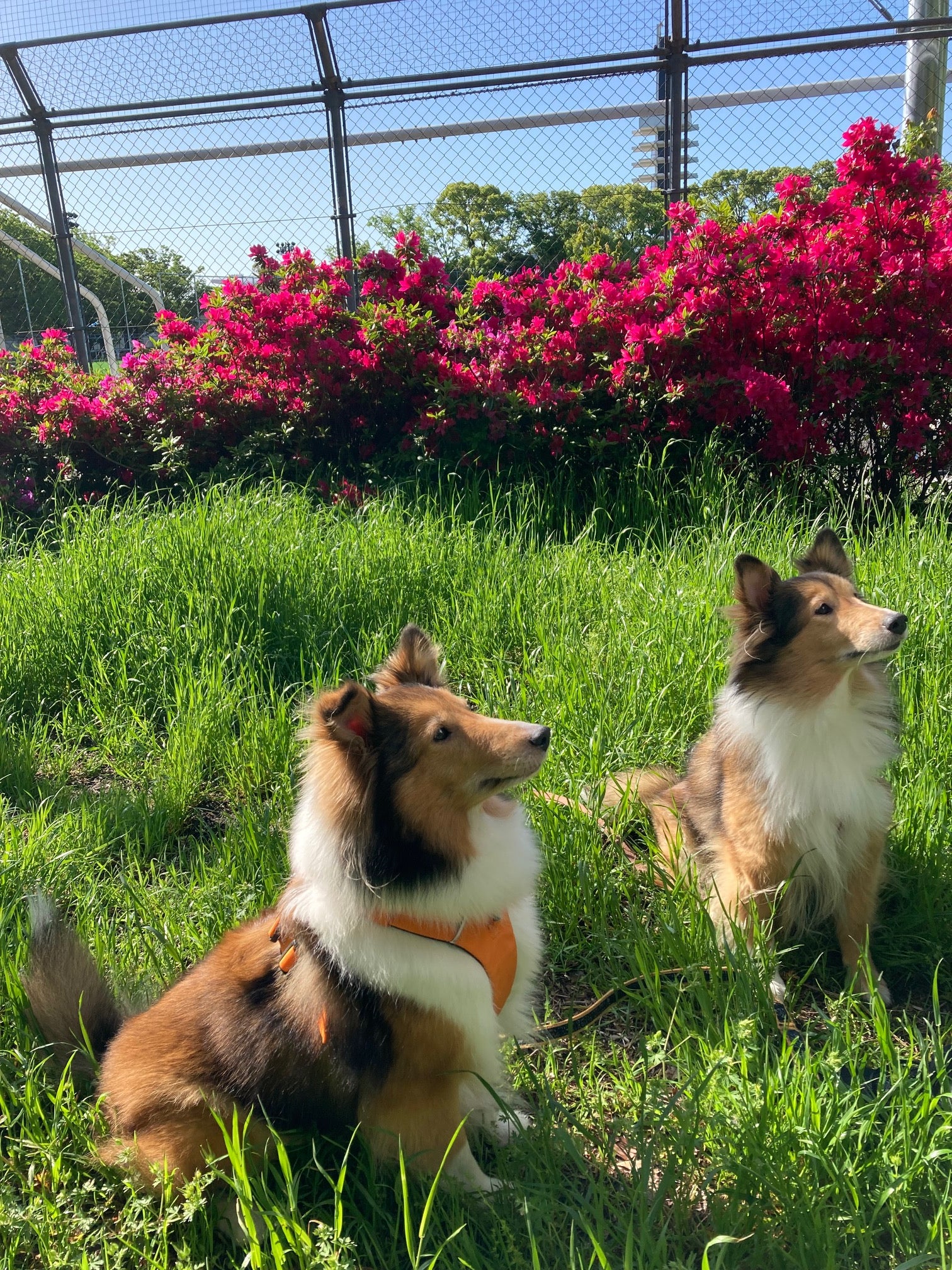 公式Instagram開始のお知らせ