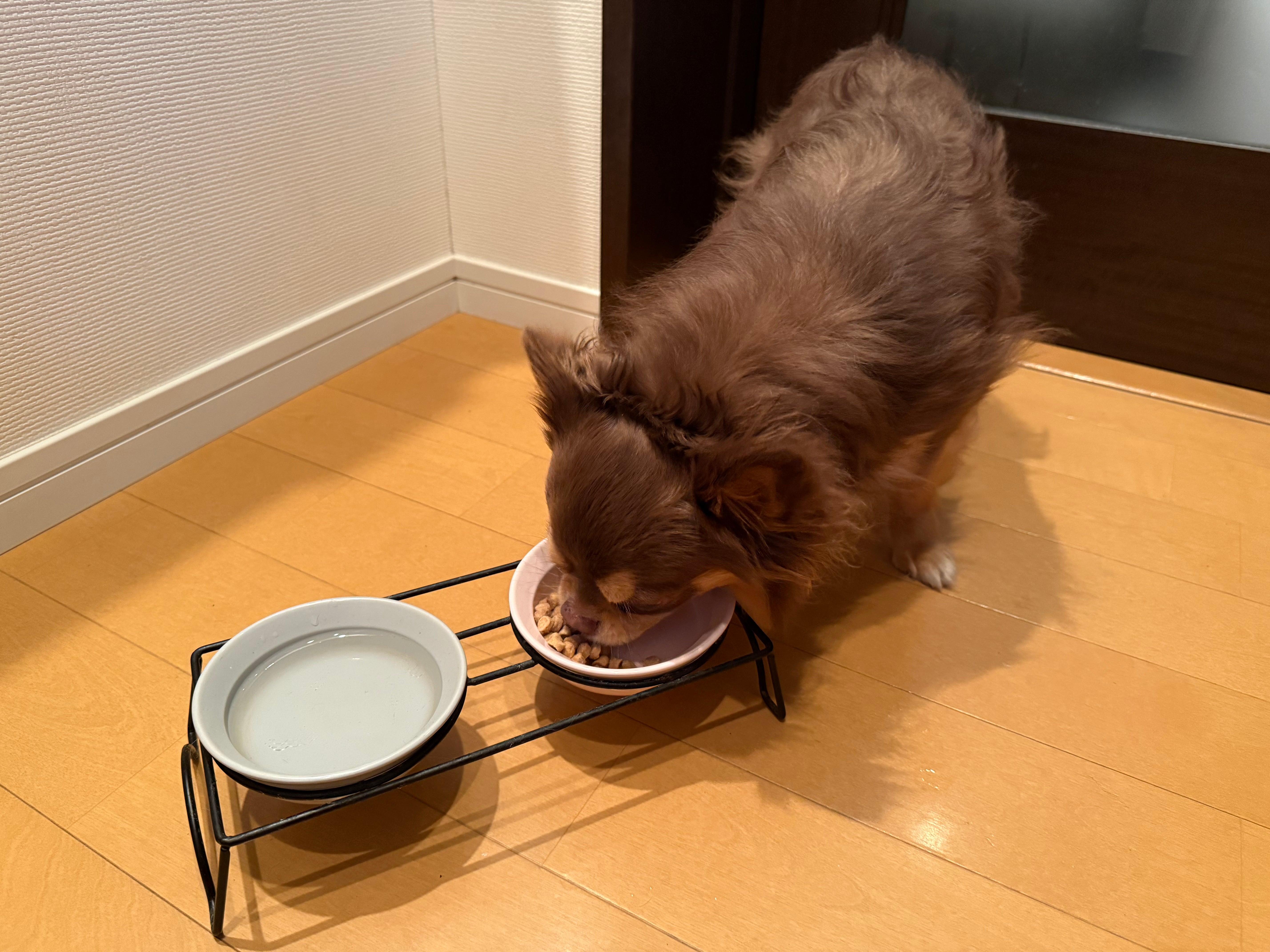 犬用 V-Base 【定期便】