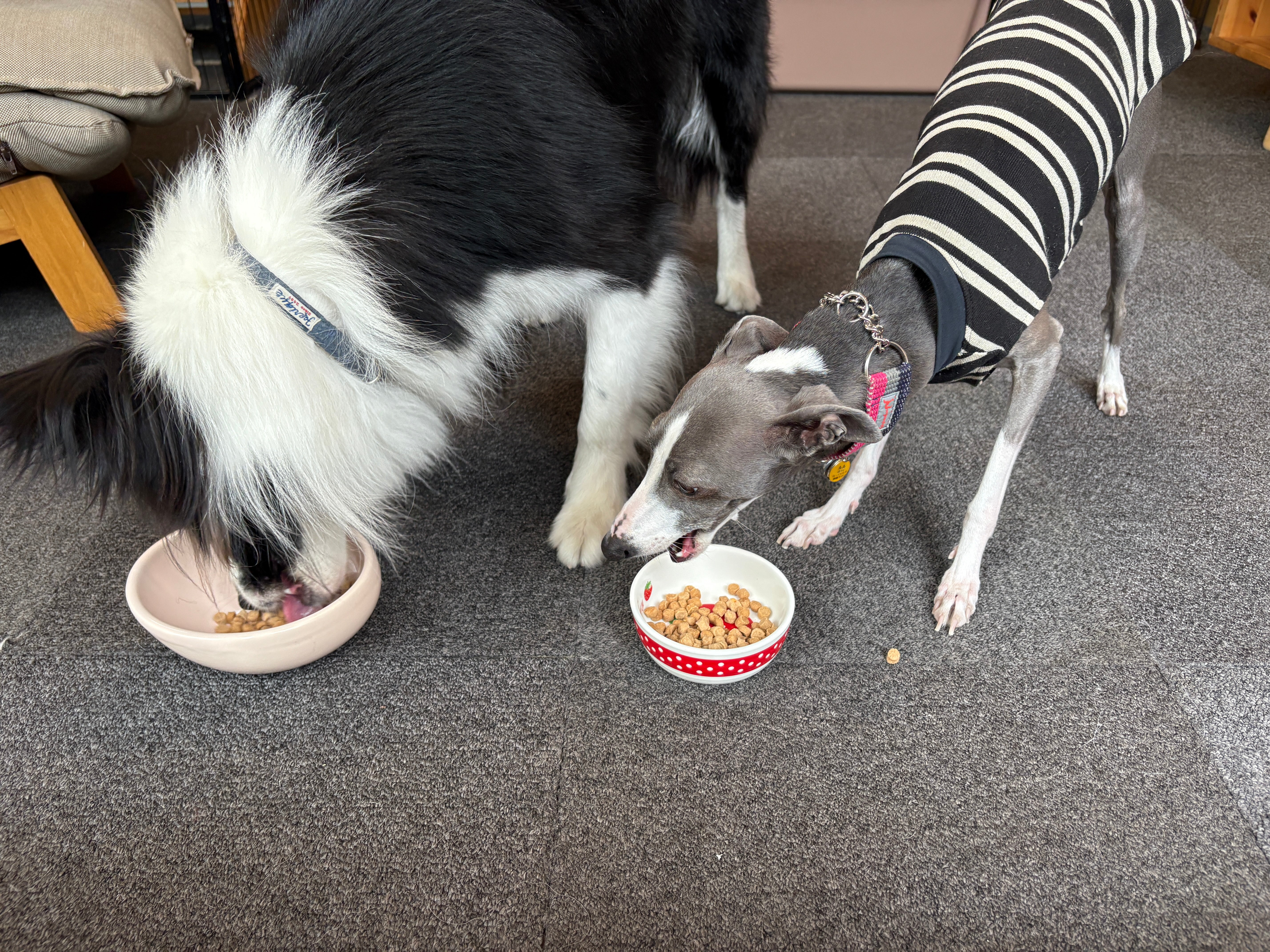 犬用 V-Base 【定期便】