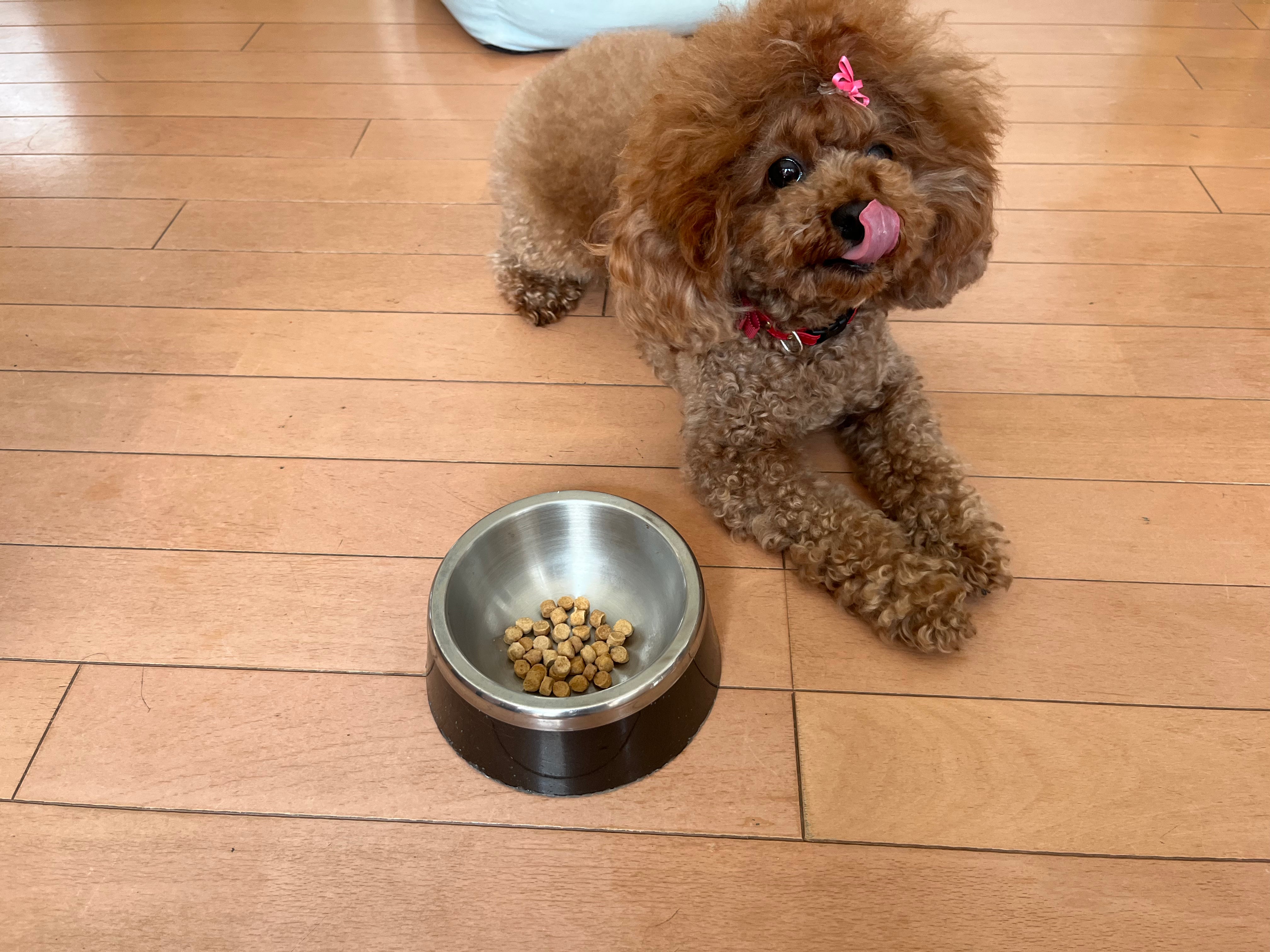 愛用者さま限定価格:犬用 V-Base 【通常商品】