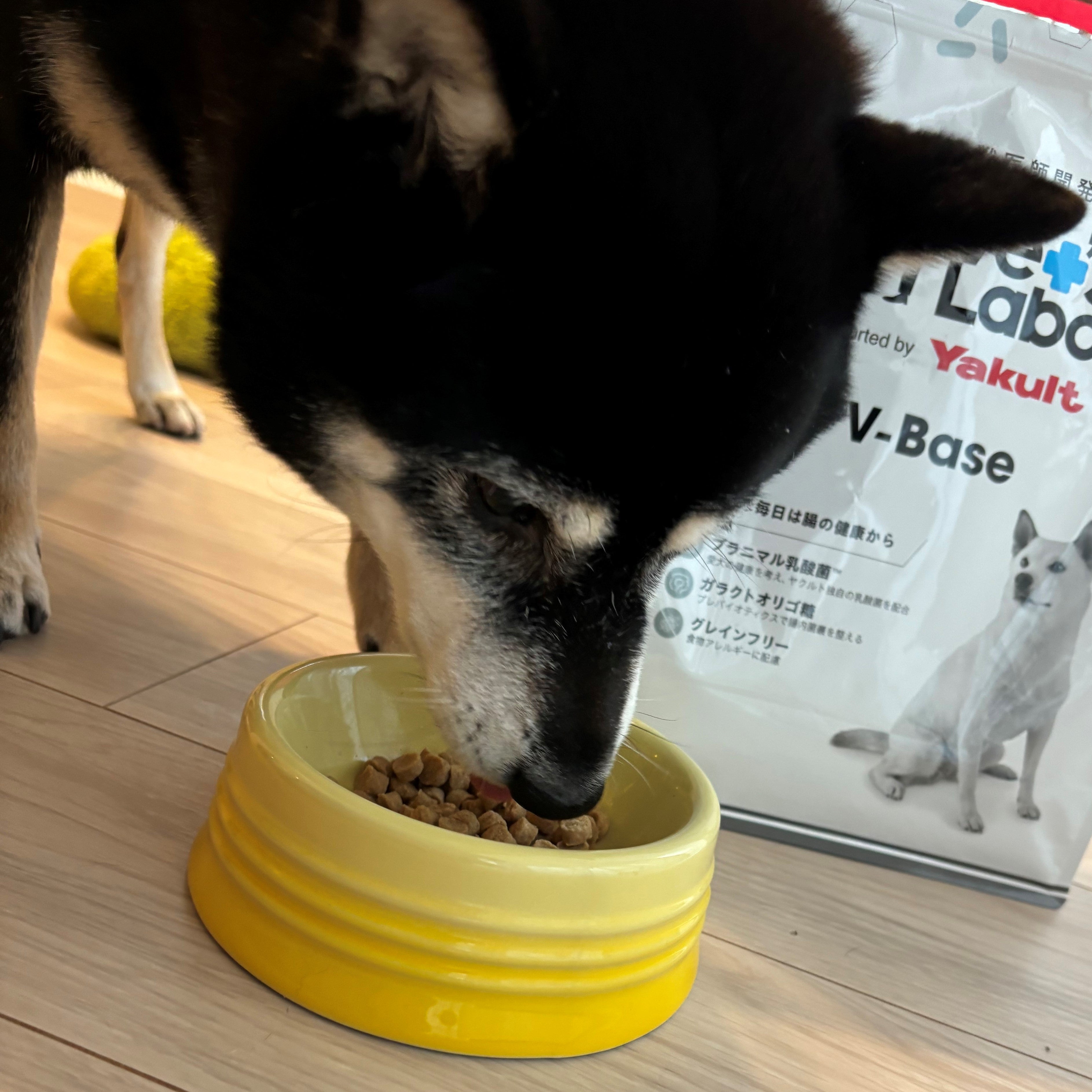 愛用者さま限定価格:犬用 V-Base 【通常商品】