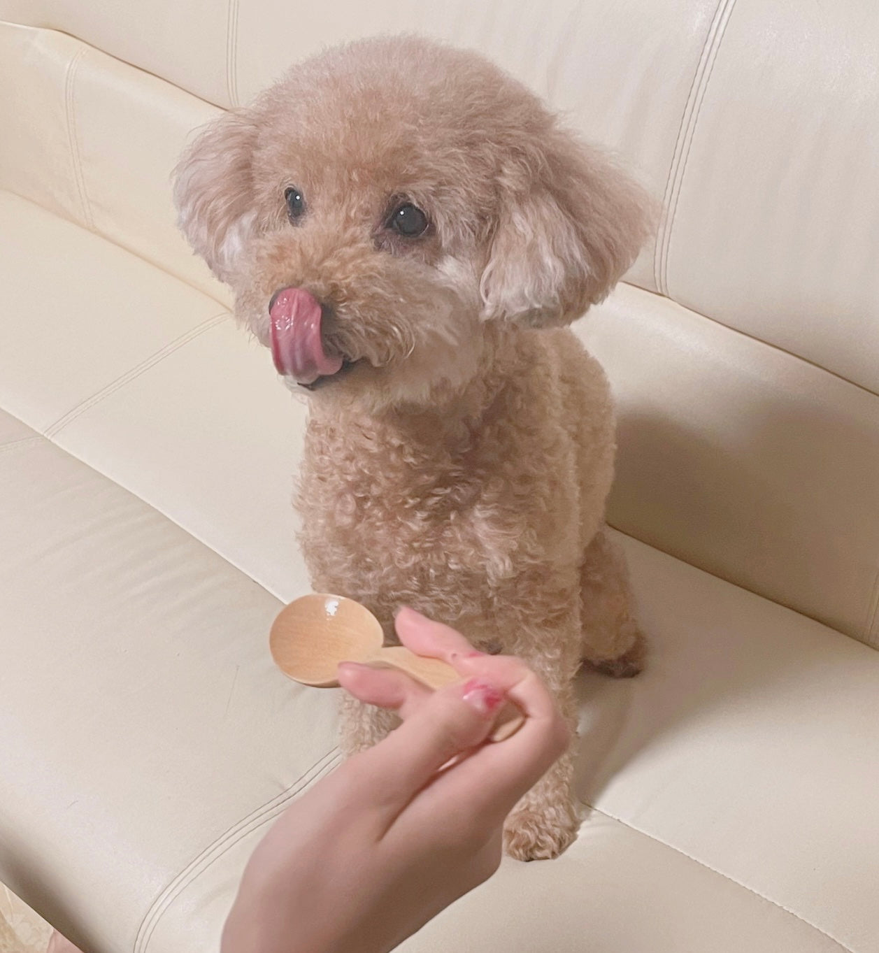 【犬用】MediSuppli ガラクトオリゴ糖 30包入り(定期便)