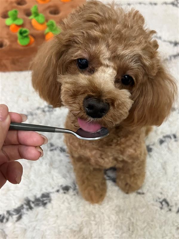 【犬用】MediSuppli ガラクトオリゴ糖 30包入り(定期便)